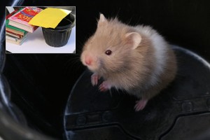 Catch-a-Runaway-Hamster-Step-6